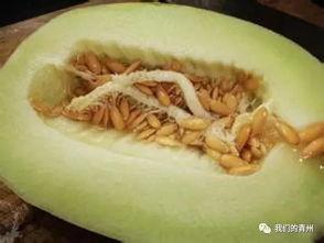 怎么吃六棱瓜,解锁健康美味新选择