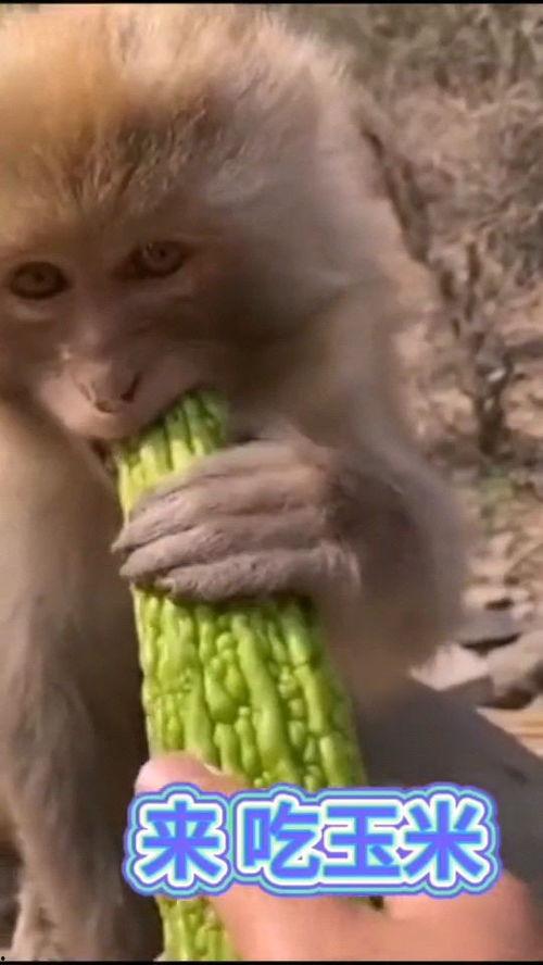 女人吃瓜像猴子视频,揭秘女人吃瓜如猴子的趣味瞬间
