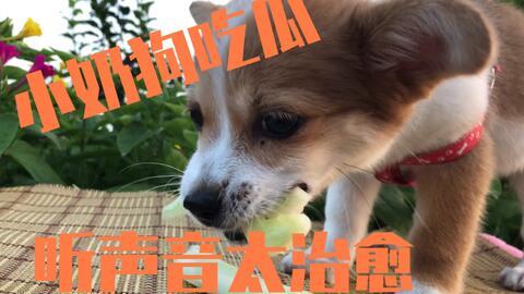 吃瓜的狗狗配音
