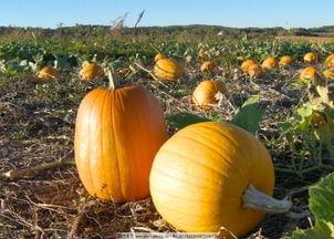 梦见煮兰瓜吃,兰瓜煮食的神秘启示