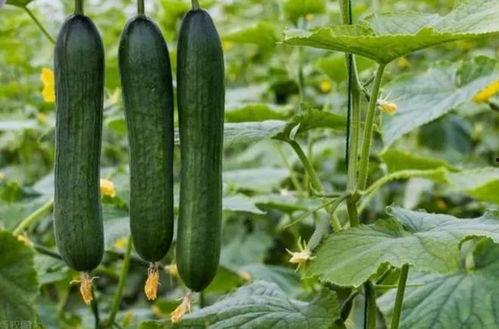 暗料网免费吃瓜,揭秘娱乐圈幕后真相