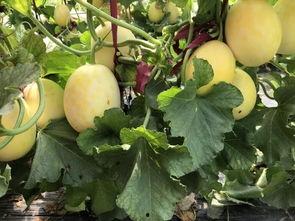 界首吃瓜群,揭秘网络社交的趣味与争议