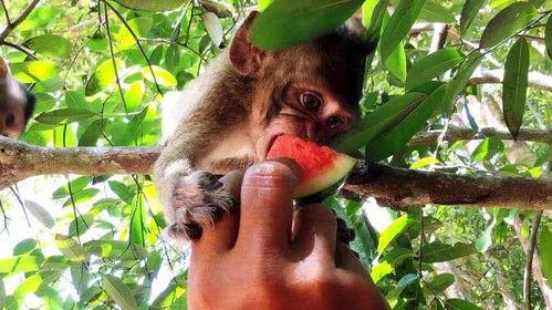 猴子吃瓜总结,揭示动物世界中的智慧与趣味