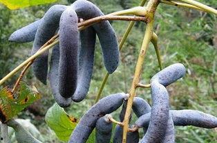 猫屎瓜吃的视频,猫咪的独特美食之旅