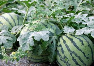 农村露营吃瓜,瓜果飘香，共享乡村美好时光