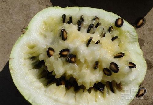 攘籽瓜怎么吃,解锁美味新体验