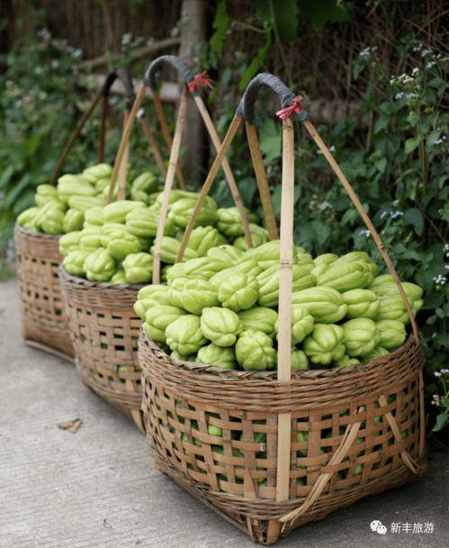 小佛瓜怎么吃,解锁美味新境界