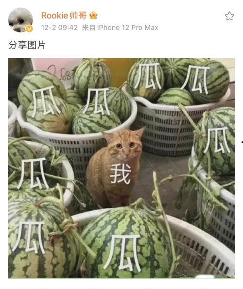 八卦大瓜吃瓜图片大全,揭秘吃瓜图片背后的精彩故事