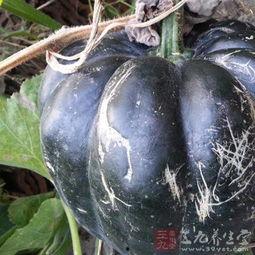 吃方瓜功效作用,营养丰富的健康美食，养生保健的天然良药