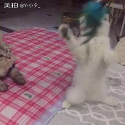 大爷吃瓜头像高清,揭秘大爷吃瓜头像背后的故事