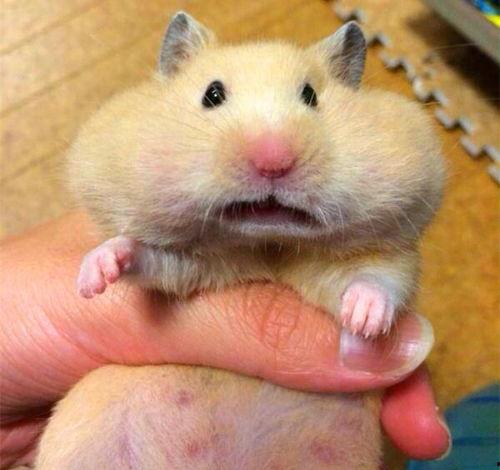 吃瓜仓鼠简笔画