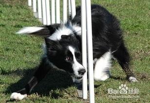 边境牧羊犬吃不吃哈密瓜,揭秘它们对哈密瓜的偏好之谜