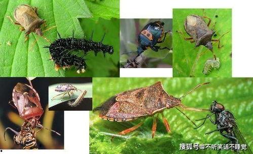 臭屁虫吃瓜吐籽,趣味盎然的夏日奇遇记