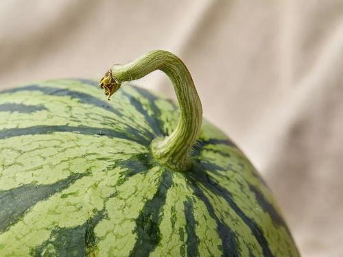 吃瓜上海白富美,吃瓜背后的奢华生活