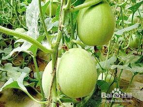 孕早期能否吃葫芦瓜,适宜食用还是谨慎为佳？