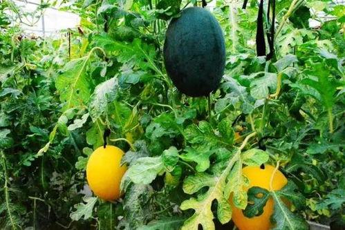 意外吃瓜的后果,揭秘生活小插曲背后的惊心动魄