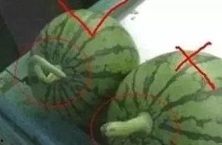 正确的吃瓜方式用勺子吃,轻松享受夏日清凉