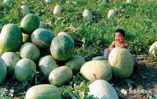 山东医专吃瓜,校园风云背后的真相揭秘