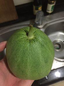 脆宝瓜怎么吃,解锁美味新体验