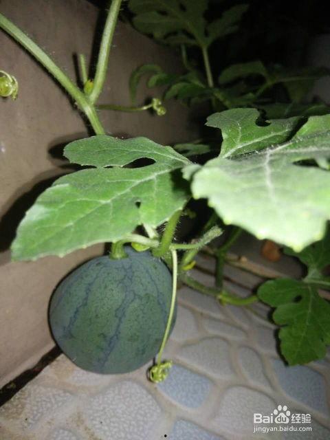 瓜种子怎么吃,解锁瓜种子的多样美味吃法