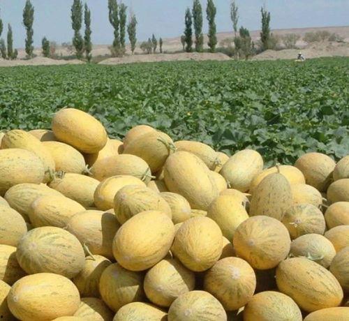 吃哈密瓜是伽师瓜吗,探寻同根同源的甜蜜之谜