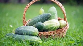 春天吃夏天的瓜,四季美味尽享