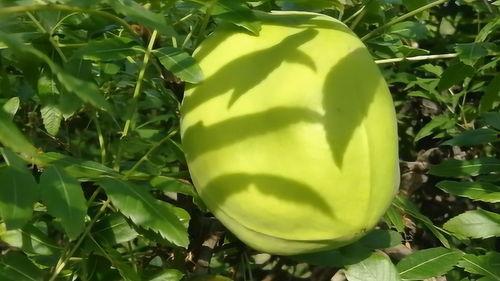 野生瓜吃,野生瓜果的天然魅力与营养价值探索