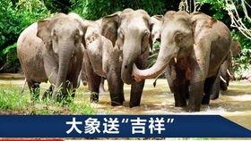 大象偷瓜吃,一场趣味横生的森林冒险