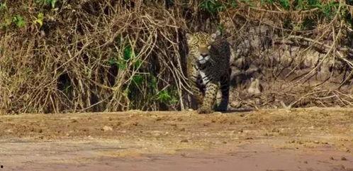 水豚吃瓜王者,揭秘水豚吃瓜王者传奇