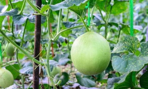 吃瓜嗓子水肿,揭秘常见现象背后的健康隐患