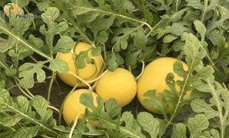 奶泡晓丽吃瓜,揭秘娱乐圈背后的那些事儿