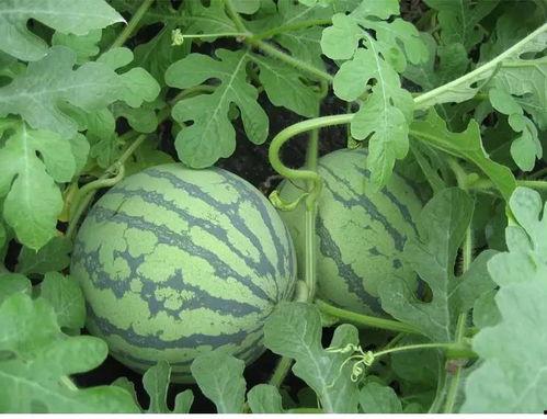 商丘吃瓜事件后续,真相追踪与后续影响揭秘