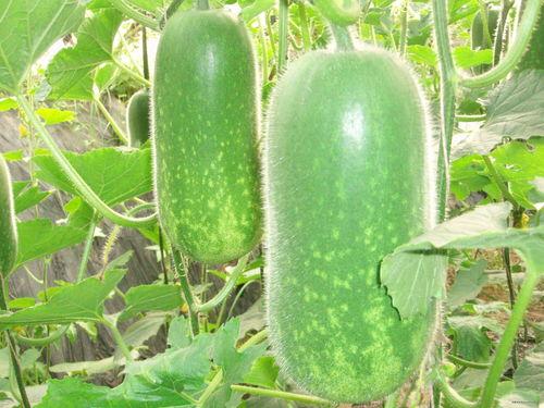 减肥高瓜可以吃吗