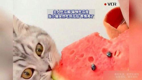 猫咪吃瓜吗,揭秘猫咪吃瓜的奥秘
