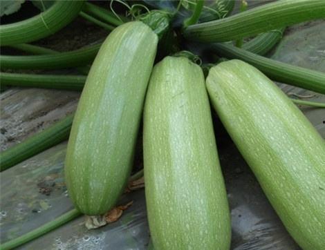 吃老瓜好处,揭秘吃老瓜的五大益处