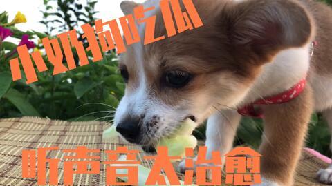 瓜给小狗吃,小狗的甜蜜美食时光