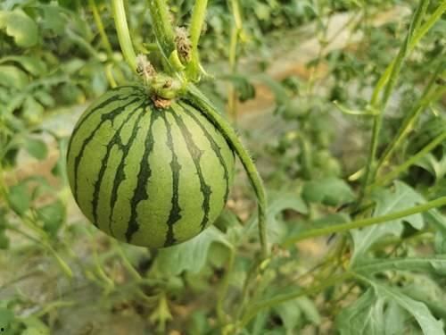 商河电梯吃瓜,吃瓜群众围观下的安全警示