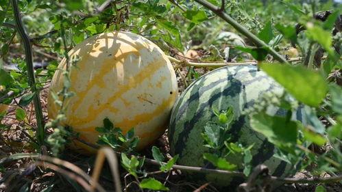今年种几亩瓜吃,种植面积与美味瓜果的完美邂逅