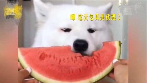 吃瓜萨摩耶视频